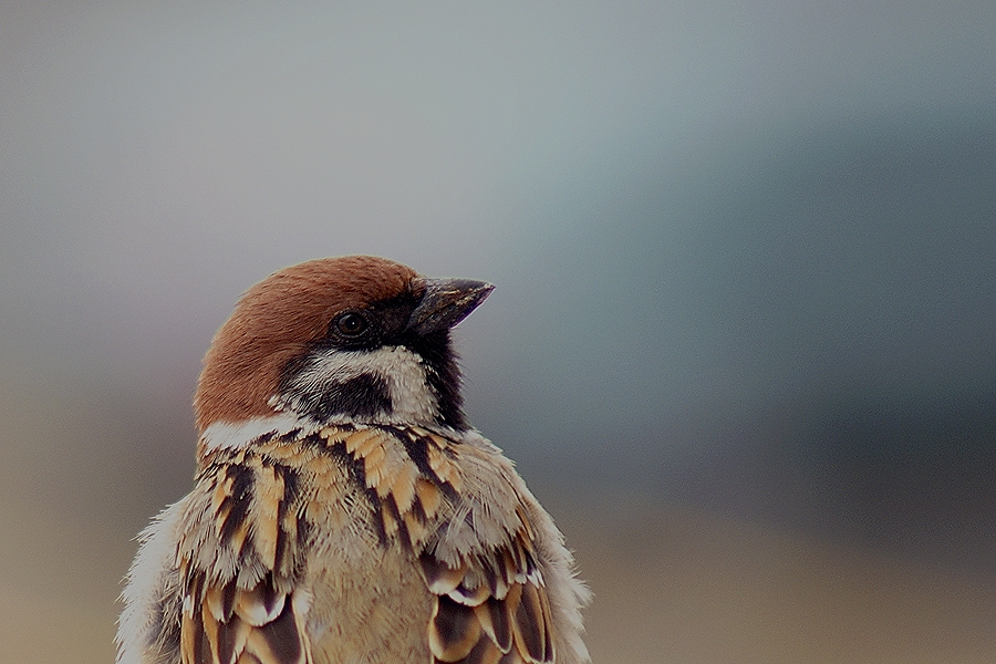 Eurasian Tree Sparrow