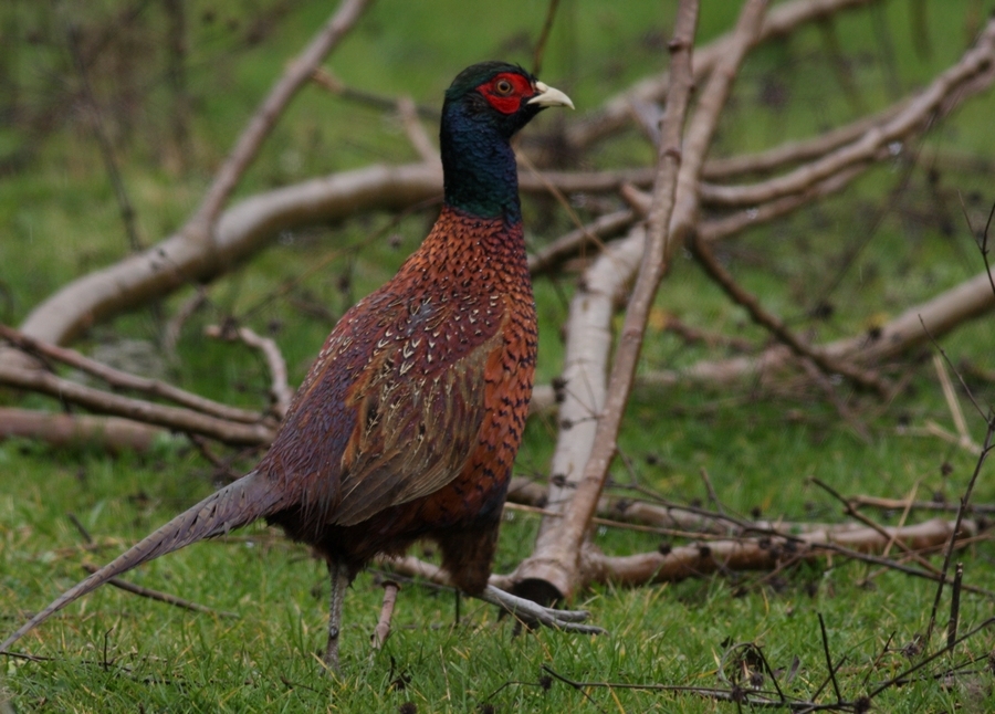 Common Pheasant