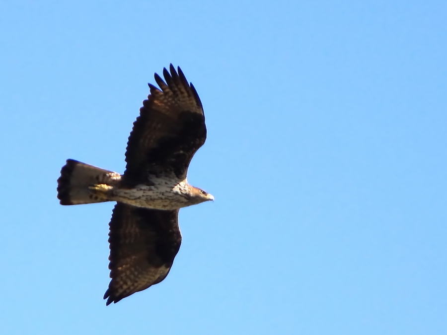 Bonelli`s Eagle