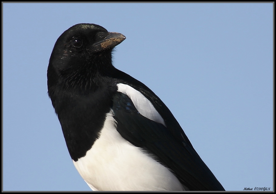 Eurasian Magpie