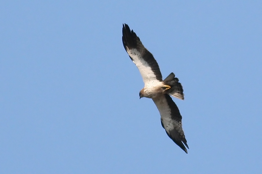 Booted Eagle