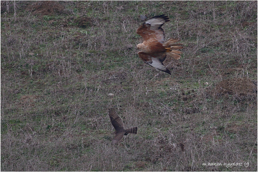 Eurasian Sparrowhawk