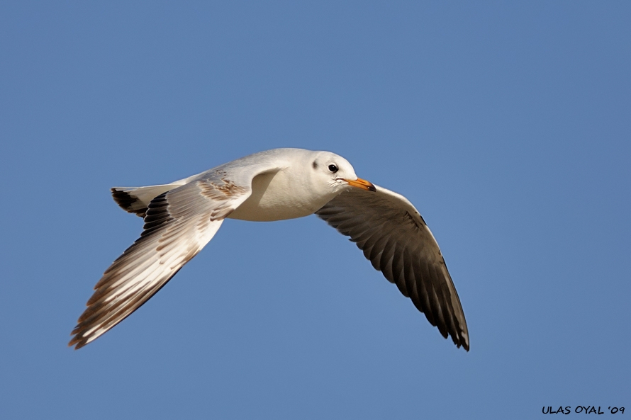 Black-headed Gull