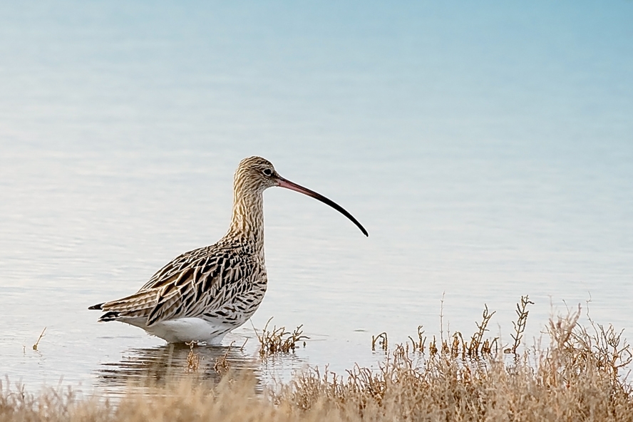 Eurasian Curlew