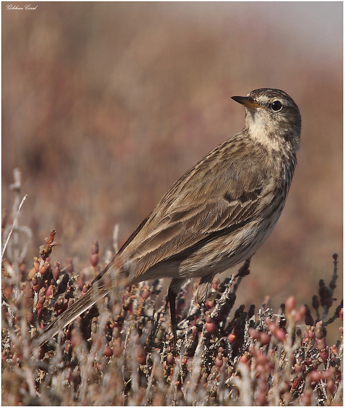 Water Pipit
