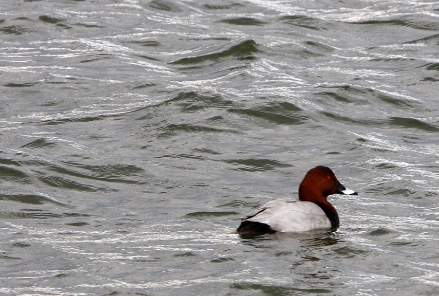 Common Pochard