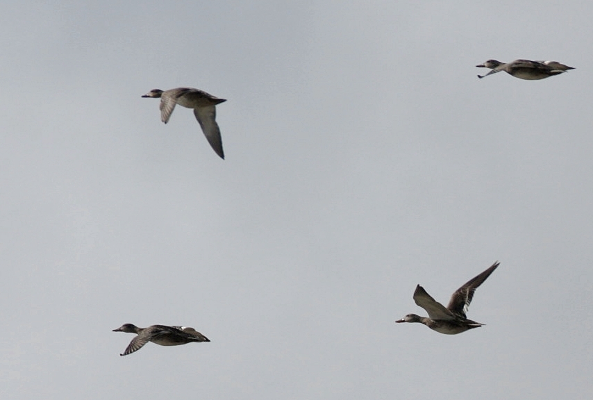 Gadwall