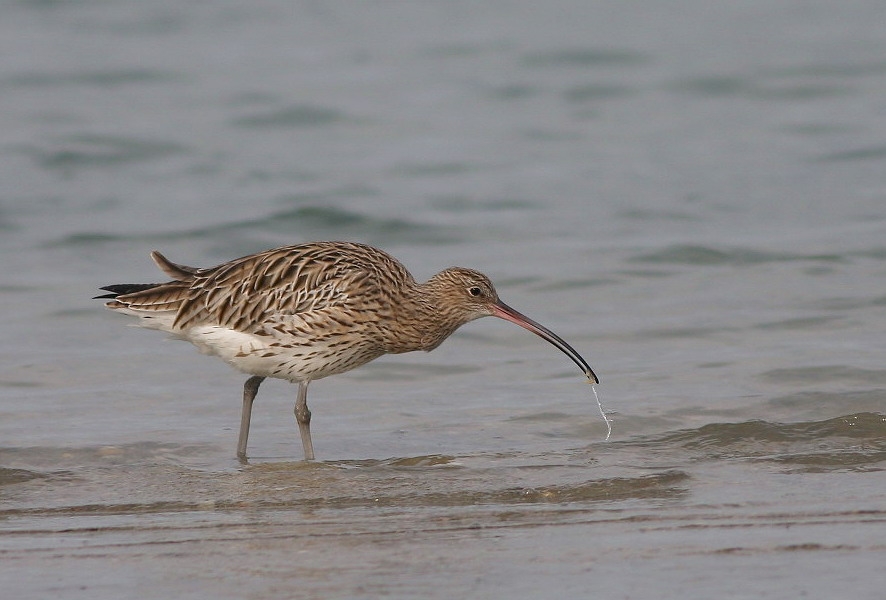 Eurasian Curlew