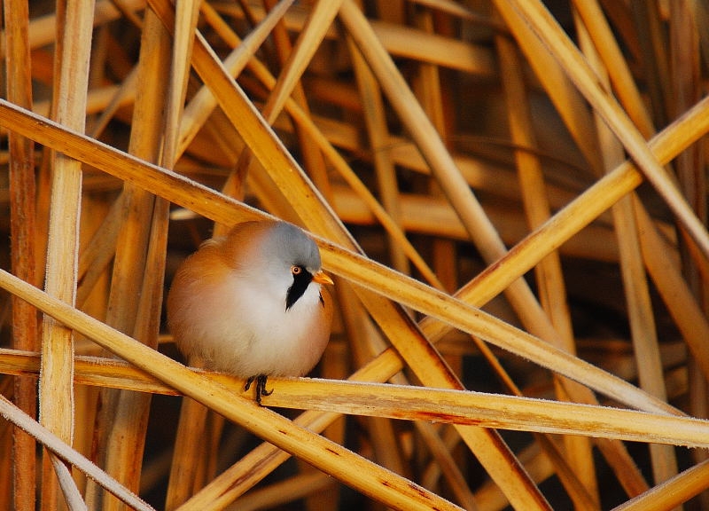 Bearded Reedling