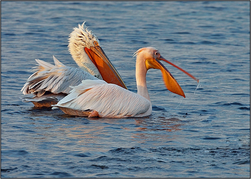 Great White Pelican