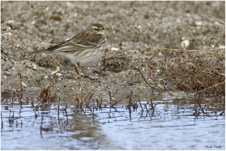Water Pipit