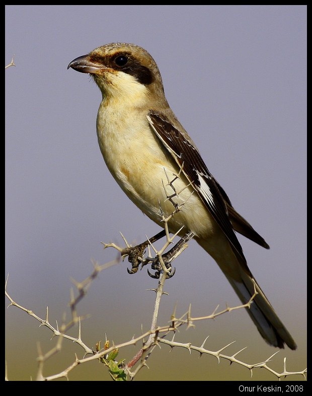 Lesser Grey Shrike