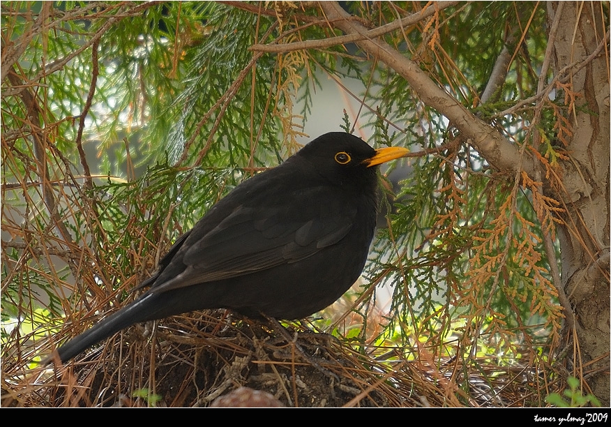Common Blackbird