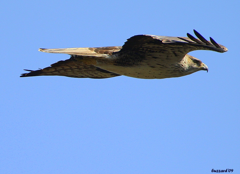 Bonelli`s Eagle
