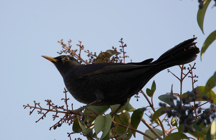 Common Blackbird