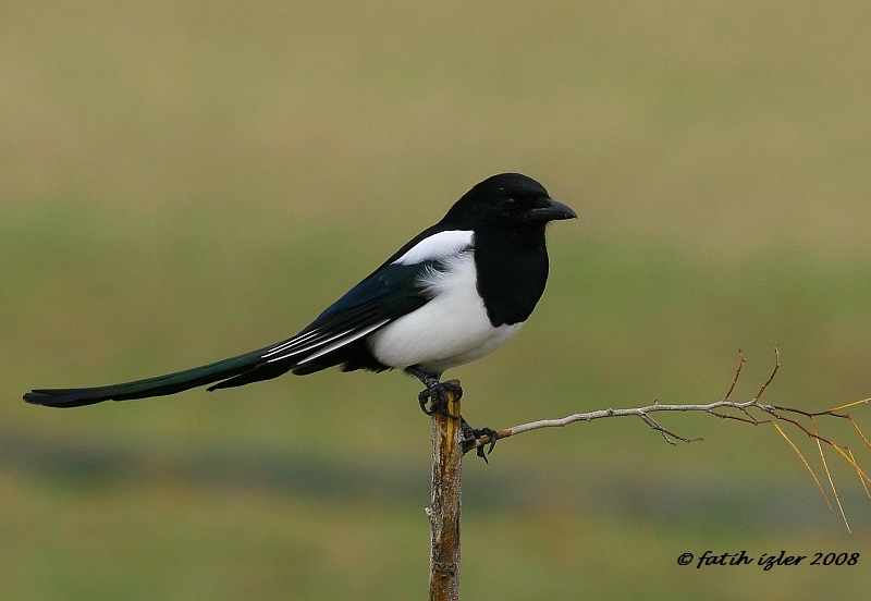 Eurasian Magpie