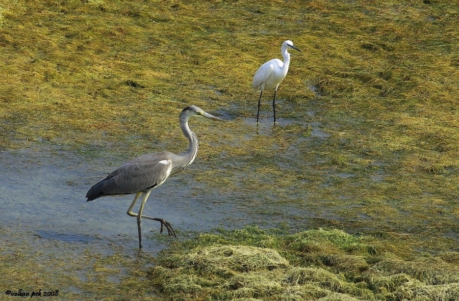 Grey Heron