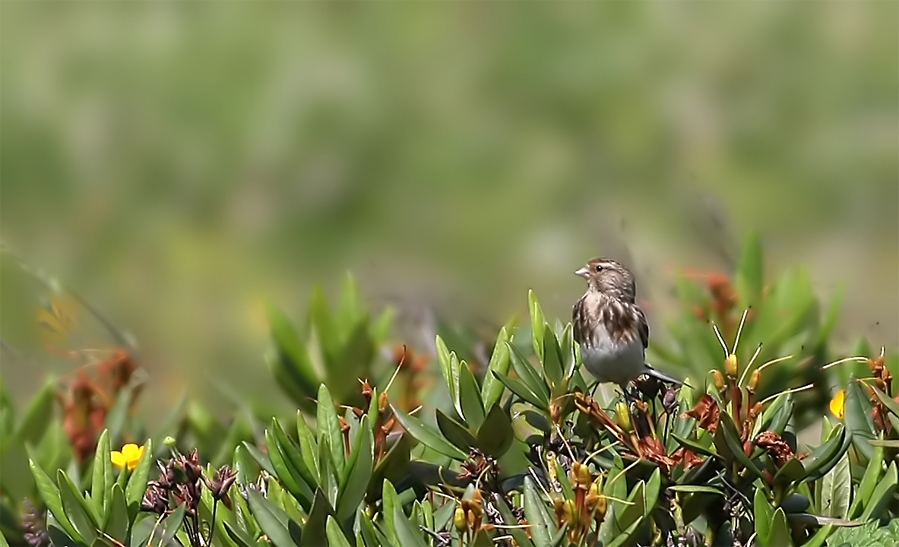 Twite