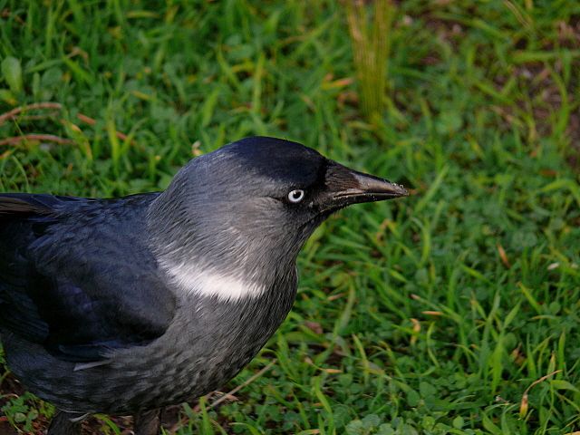Western Jackdaw