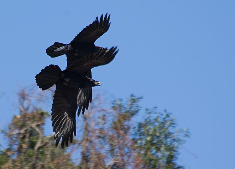 Northern Raven