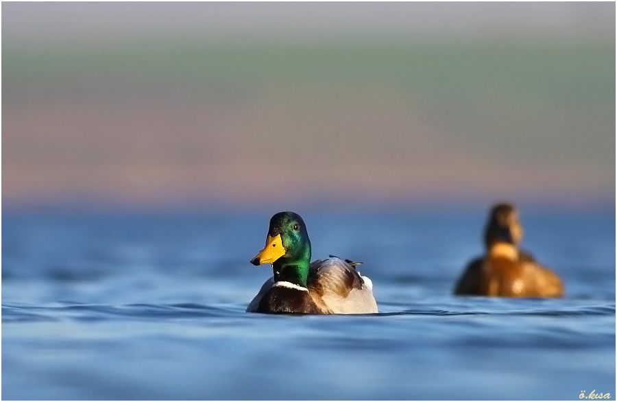 Mallard