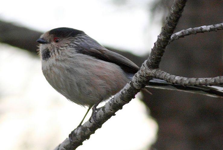 Long-tailed Tit