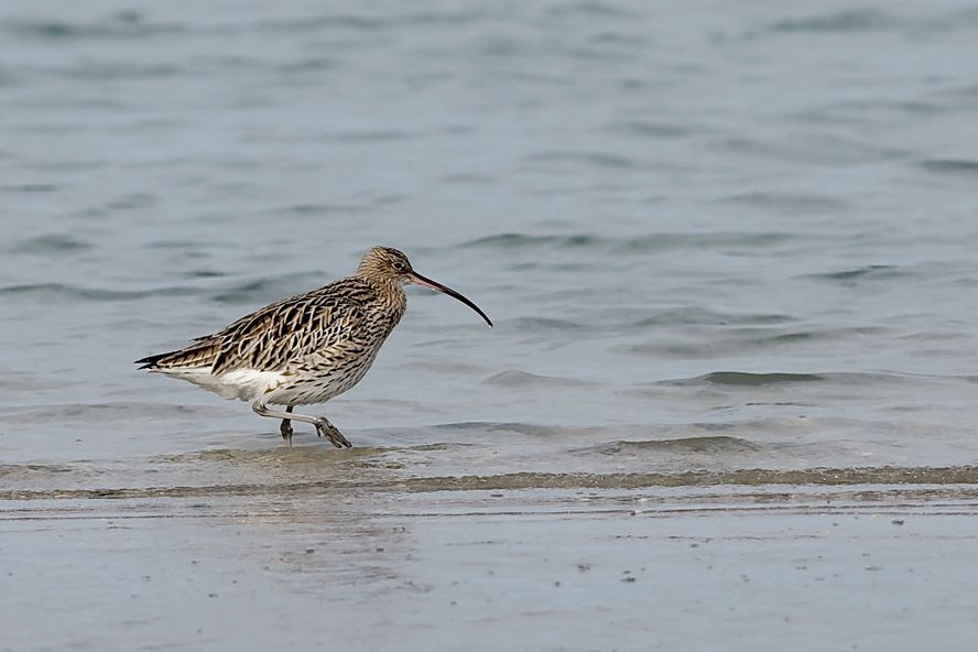 Eurasian Curlew