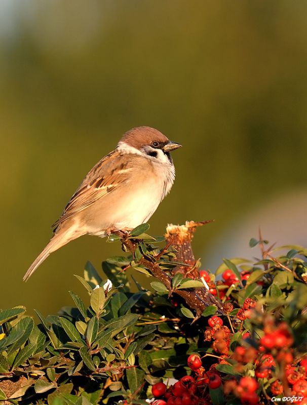 Eurasian Tree Sparrow