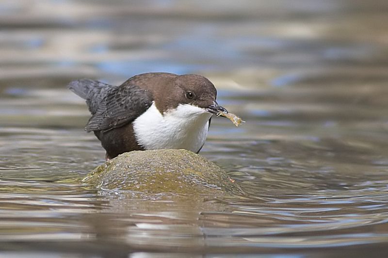 White-throated Dipper