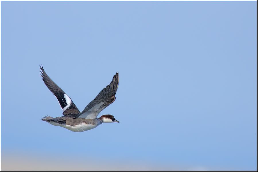 Smew
