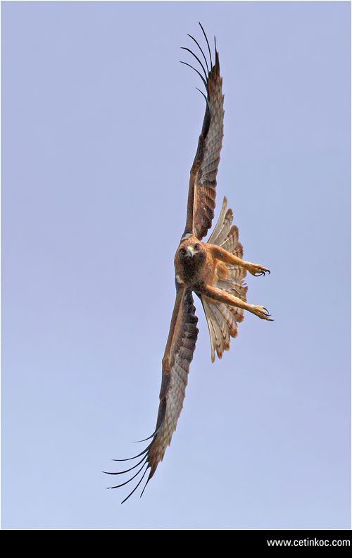Booted Eagle