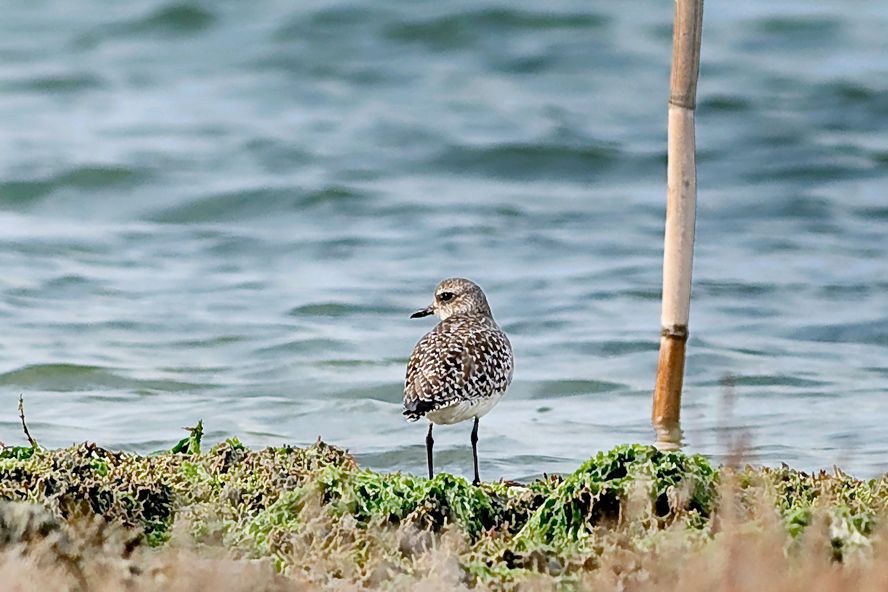 Grey Plover