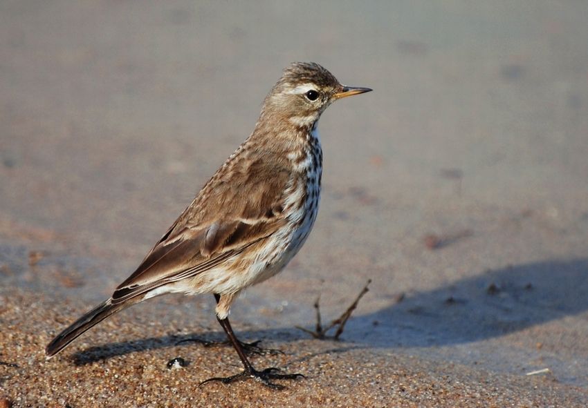 Water Pipit