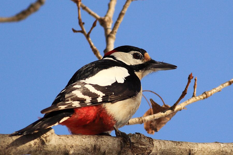 Great Spotted Woodpecker
