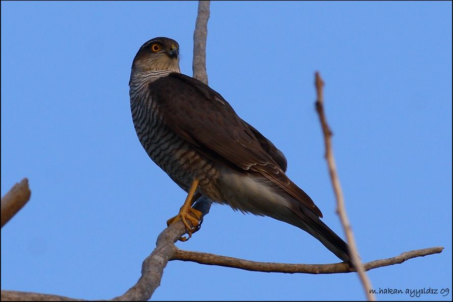 Eurasian Sparrowhawk