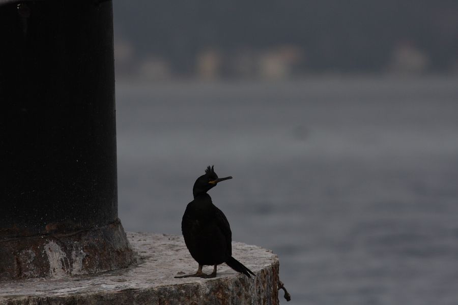 European Shag