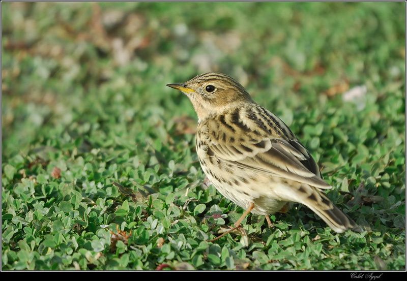 Red-throated Pipit