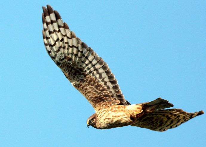 Hen Harrier