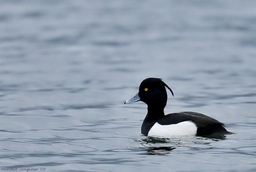 Tufted Duck