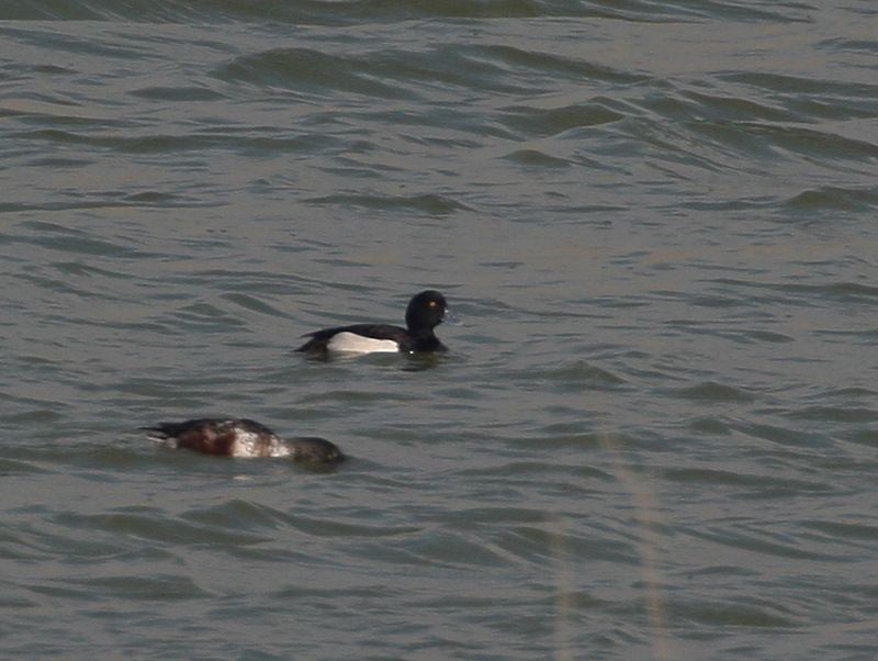 Tufted Duck