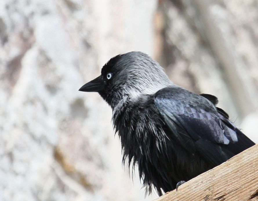 Western Jackdaw