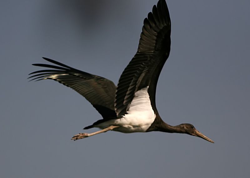 Black Stork