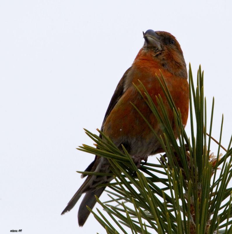 Red Crossbill