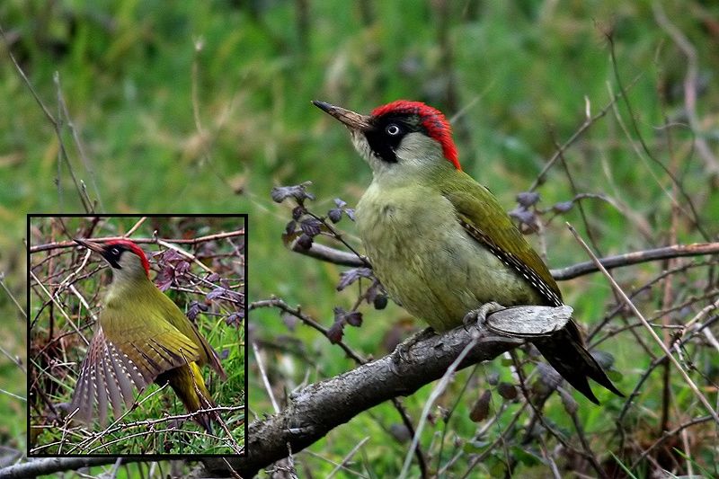 European Green Woodpecker