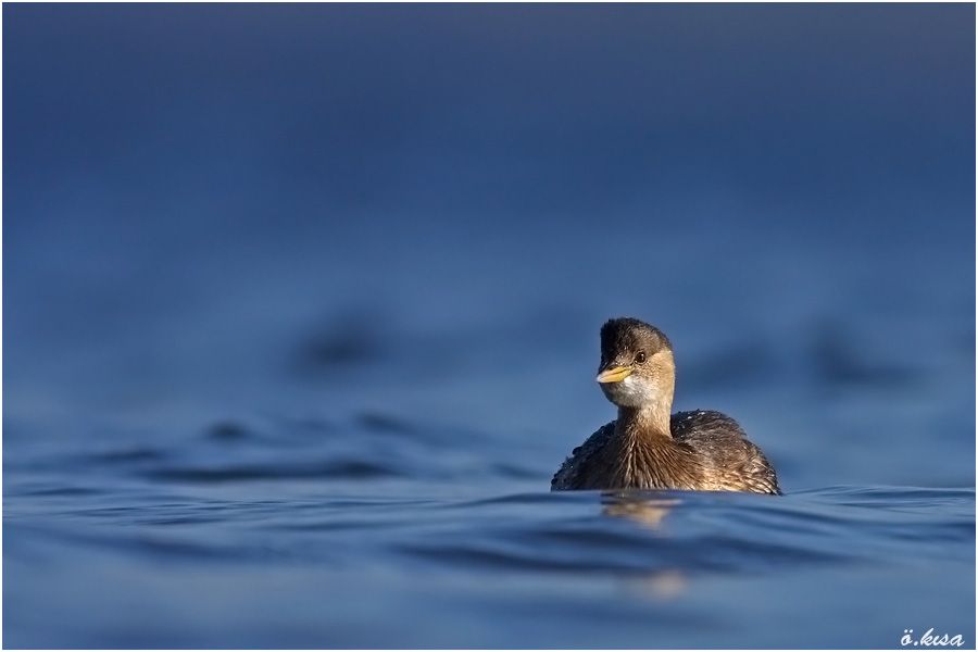 Little Grebe