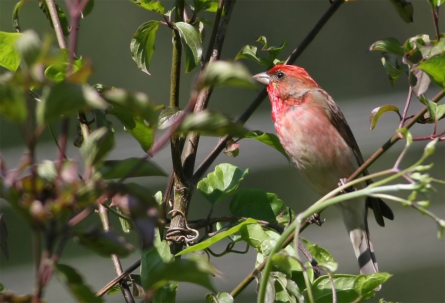 Common Rosefinch