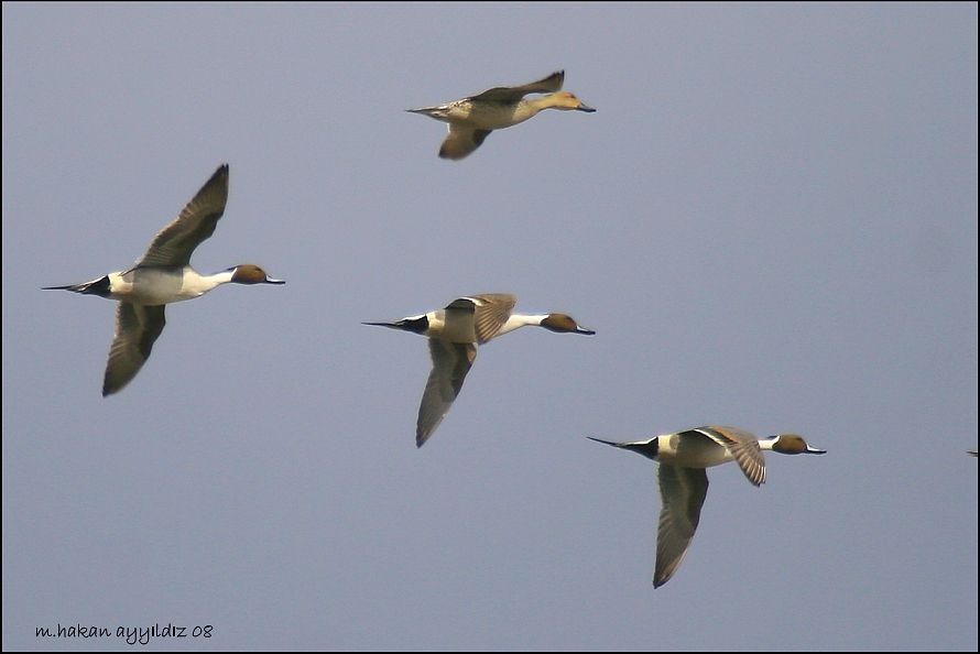 Northern Pintail