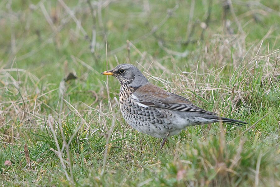 Fieldfare