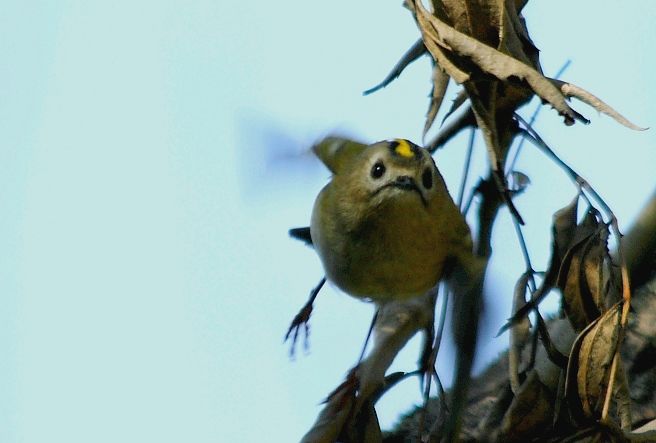 Goldcrest