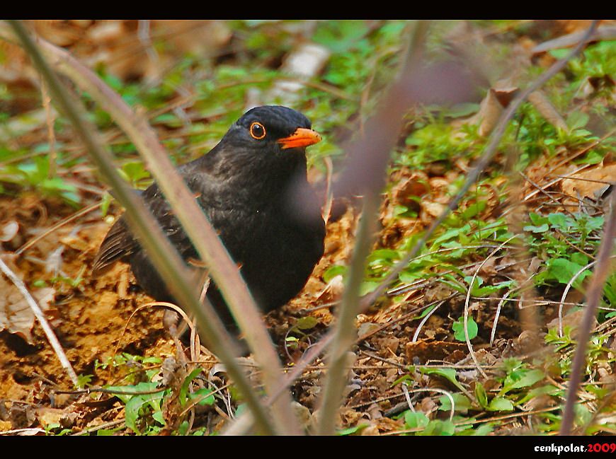 Common Blackbird